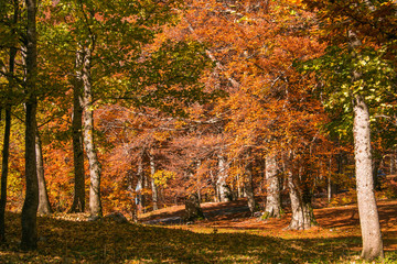 Beech forest in the mount Terminillo in the autumn season