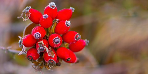frozen branches and leaves in winter wonderland