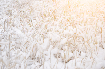field with plants covered with fresh snow under morning sunlight