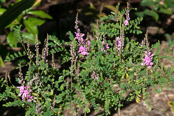 Sydney Australia, mauve flower stems of a Indigofera australis or Australian Indigo bush