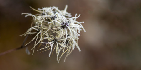 frozen branches and leaves in winter wonderland