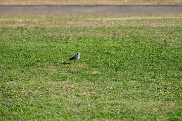 公園の芝生に現れたハクセキレイ
