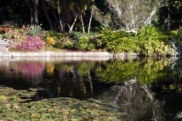Fototapeta na wymiar Sydney Australia, colourful winter garden reflecting in pond