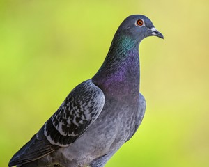 Portrait of a Pigeon