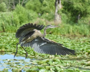 Great Blue Heron Flying