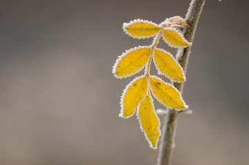 frozen branches and leaves in winter wonderland