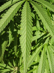 Cannabis Blatt