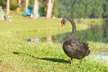 Black Swan on the lawn Background Water and trees at Pang Tong reservoir in Mae Hong Son , Thailand.