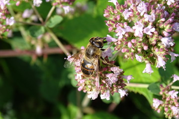 Schwebfliege auf einer Blume