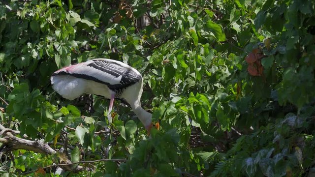 Painted stork (Mycteria leucocephala) looking for a branch on tree.  Watching birds behavior of the natural habitat.