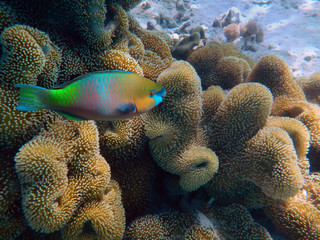 Red Sea Soft Coral, Dendronephthya