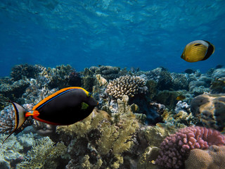 Fototapeta na wymiar Red Sea coral reef with hard coral and Orange-spine unicornfish