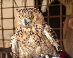 Brown Desert Eagle Owl is a species of owl having super binocular vision and directional hearing