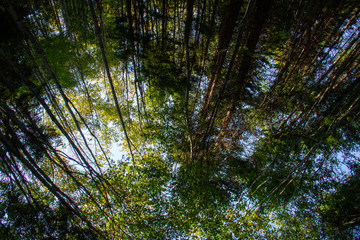 Baumkronen im Herbst