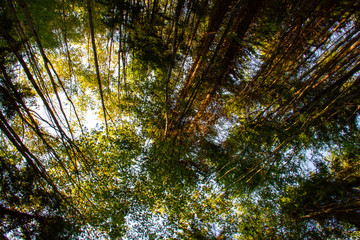 Baumkronen im Herbst