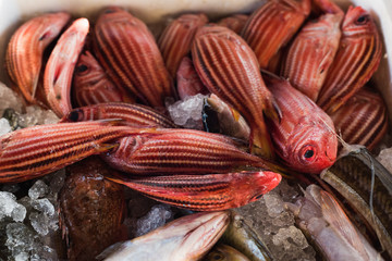 Red fish on food market