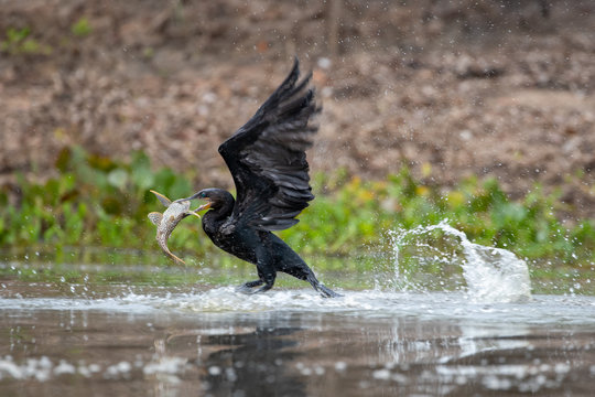 Flugprobleme bei einer Olivenscharbe wegen der  schweren Beute, einem Wels