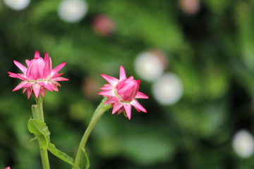 Couple flowers