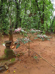 Spice garden close Kandy, Sri Lanka