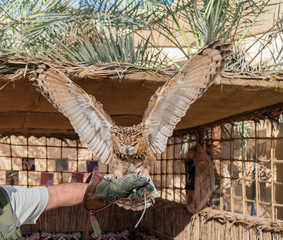 Brown Desert Eagle Owl is a species of owl having super binocular vision and directional hearing