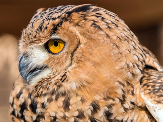 Brown Desert Eagle Owl is a species of owl having super binocular vision and directional hearing