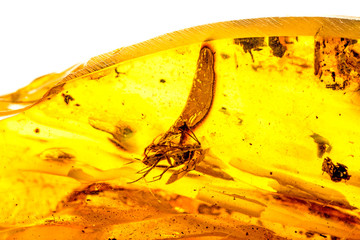 Amber with embedded fly