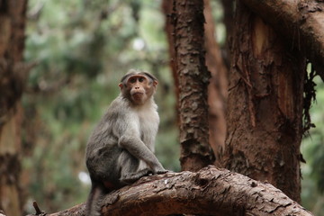 Starring Monkey in Pine Forest