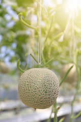 Fresh melons or green melons or cantaloupe melons plants growing in greenhouse supported by string melon nets on the farm with soft setting sun and selective focus
