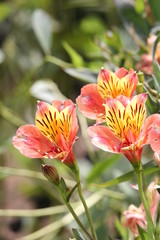 Fototapeta premium Alstroemeria