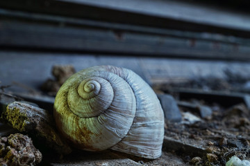 Altes Weinbergschneckenhaus auf Klavier