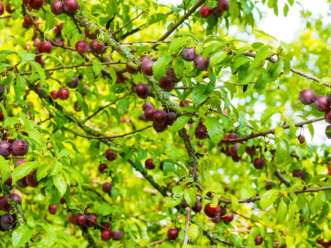 Dunkelrote wilde Mirabellen am Baum (Prunus domestica syriaca)
