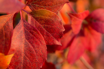 Fototapeta na wymiar I colori delle foglie d'autunno