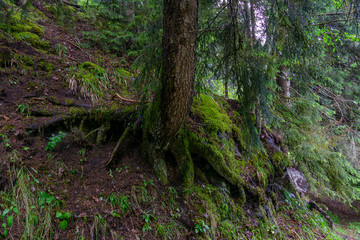Two big trees by the roots, in wide angle