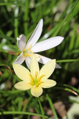 ゼフィランサス・エージャックス