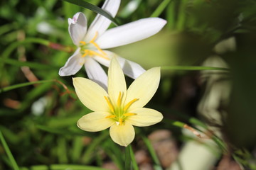 ゼフィランサス・エージャックス