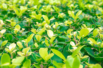 Selective focus on Green leaf bush for background textured usage.