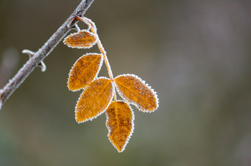 frozen branches and leaves in winter wonderland