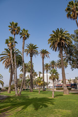 Fototapeta na wymiar palm trees on the beach in Santa Monica