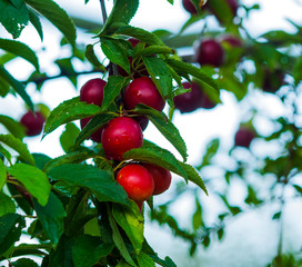 Dunkelrote wilde Mirabellen am Baum (Prunus domestica syriaca)