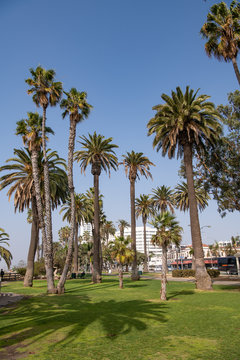 palm trees on the beach in Santa Monica
