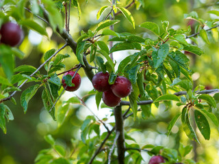Dunkelrote wilde Mirabellen am Baum (Prunus domestica syriaca)
