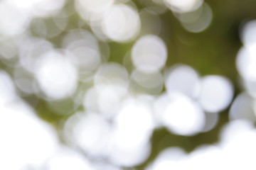 Obraz premium Abstract bokeh background in green,copy space,abstract wallpaper,de focus,blurry pattern