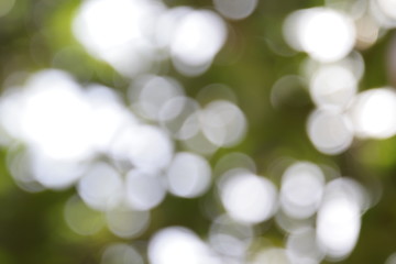 Obraz premium Abstract bokeh background in green,copy space,abstract wallpaper,de focus,blurry pattern