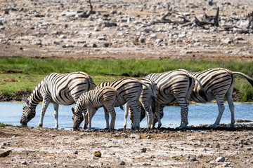 Fototapeta na wymiar Herd of Zebra drinking water from a water hole in Etosha National Park, Namibia S