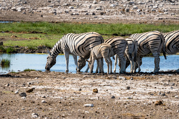 Fototapeta na wymiar Herd of Zebra drinking water from a water hole in Etosha National Park, Namibia S