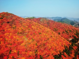 一面赤色の紅葉の空撮り