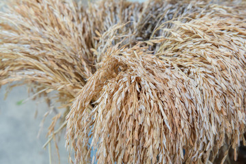 Dry grass or dry flower for background textured in pot.