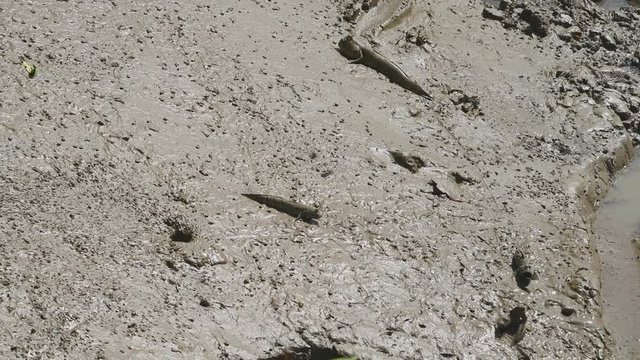 Group of Mudskipper in mangrove forest. Animal and fish life concept. Ecology environment. Plenty of natural