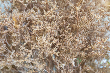 Dry grass or dry flower for background textured in pot.