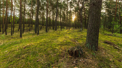 Obraz premium Landscape of forest, beautiful nature wallpaper.